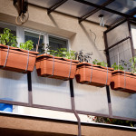 Balcony chili garden