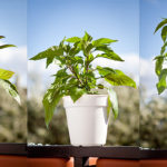 How to: Topping chili pepper plants